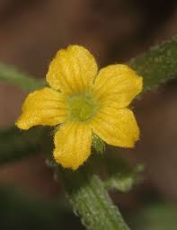 Image result for Cucumis maderaspatanus