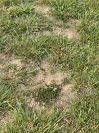 Maybe you would like to learn more about one of these? Got A Cracked Lawn