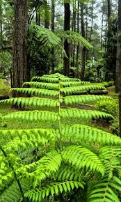 Image result for Cyatheaceae