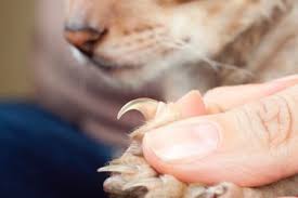 Hertzko electric pet nail grinder. 10 Best Nail Grinders For Cats For 2019 Pet Comments