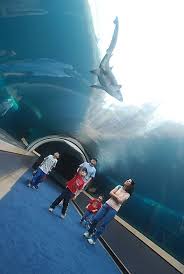 Top 10 Kid Friendly Attractions In Pittsburgh Pittsburgh Zoo Summer Travel Trip