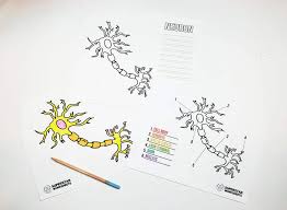 5th grade science and biology. Neuron Cell Worksheets Superstar Worksheets