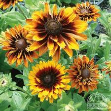 Image result for Rothia hirsuta