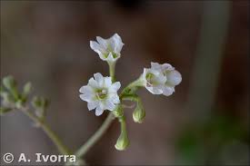 Image result for Commicarpus plumbagineus