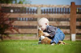 Why Does My Dog Lick The Baby S Face American Kennel Club