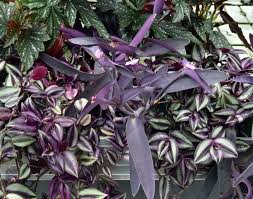 Download this free photo about green plant with purple flowers, and discover more than 6 million professional stock photos on freepik. Why Do Some Plants Have Purple Leaves Otago Daily Times Online News