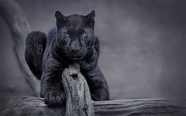 Tons of awesome black panther marvel wallpapers to download for free. Seite 1 Schwarzer Panther Hd Hintergrundbilder Kostenlose Desktop Hintergrunde