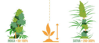 Indica plants are popular among home growers due to their high yields and shorter flowering periods. What Is The Difference Between Indica And Sativa Sensi Seeds