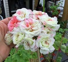 Utropspris 100 Kr Typ Auktion Slutar 2020 07 10 11 26 08 Frakt Postnord Sparbart Paket