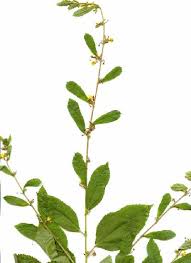 Image result for Triumfetta trichocarpa