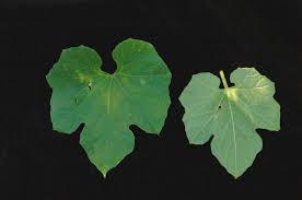 Image result for Lagenaria rufa