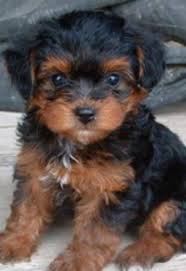 Black And Tan Yorkie Poo Full Grown Yorkie Poo Puppies For Sale Looking For A Femal Yorkie Poo Puppy In Collingwood Ontario For Sale Yorkie Poo Puppies Yorkie Poodle Yorkie Poo For Sale