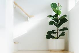 Fiddle leaf fig propagation method 1: Fiddle Leaf Fig Care Guide The Contented Plant