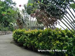 Image result for Pseuderanthemum