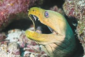1 day great barrier reef pontoon adventure $195. Tauchsegelsafari Great Barrier Reef Rundreise In Australien