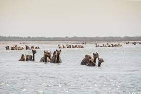 The first recorded use of camel as the idea of harold steering his mother from the baboons to the sea lions, from the coypu pond to the. Where Camels Take To The Sea Hakai Magazine