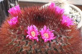 This site might help you. A Small Collection 2015 And Beyond Page 25 Cactiguide Com