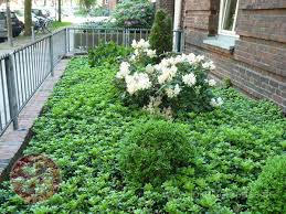 Auch Dickmannchen Pachysandra Sind Ein Guter Bodendecker Bodendecker Pflanzen Vorgarten