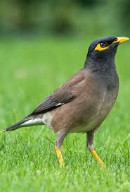 Coskun Gurel Adli Kullanicinin Kuslar Birds Panosundaki Pin Guzel Kuslar Hayvanlar Kus