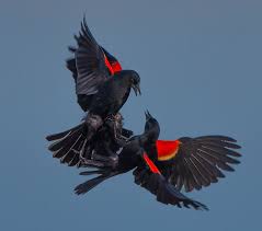 Black Bird With Red Spot On Shoulder Red Winged Blackbird Agelaius Phoeniceus Black Bird World Birds Red Wing Blackbird