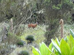 Image result for Mimulopsis