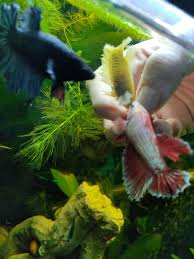 They never hesitate when they see food, even if it means stealing from fellow tank mates. Betta Feeding Time Album On Imgur