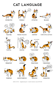 Pin On Cats