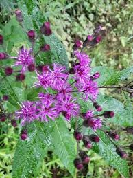 Image result for Vernonia wollastonii
