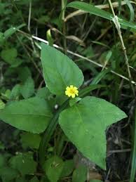 Image result for Calyptocarpus vialis