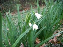 Growing Snowflake Leucojum Learn About Spring Summer Snowflake Bulbs Plants Growing Gardens Garden Bulbs