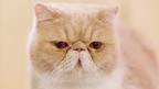 Exotic Shorthair Cat Breed Profile | Petfinder