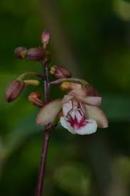 Image result for Eulophia caricifolia