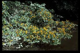 Image result for Pterocarpus megalocarpus