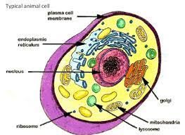 Cell is the basic structural and functional unit of life. Cbse Adda Class 9 Biology Solved Test Paper The Fundamental Unit Of Life