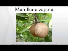 Image result for Manilkara