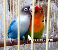 Ciri ciri love bird pasjo atau pastel ijo memiliki warna dominan hijau. Kenapa Indukan Biru Dan Pasjo Anakan Jadi Ijo Standard Josan Hobi Si Petani