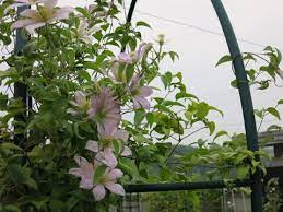 マダムバロンベイヤール ミセスケイの薔薇コラム クレマチス ガーデニング マダム