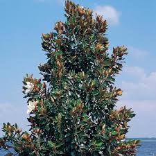 Star jasmine features tiny fragrant white tubular flowers along the branches from late spring to early summer. Lowe S 6 08 Gallon White Little Gem Magnolia Flowering Tree In Pot L1157 097781512662 Yahoo Shopping