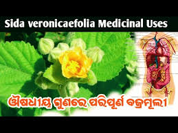 Image result for Sida veronicifolia