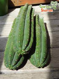 Under ideal conditions, san pedr cactus can grow up to 18 inches per year and will readily shoot off new pups (branches). Echinopsis Pachanoi Cactus 30 33cm 8 9cm Diameter Gardenshaman Eu Your Botanical Source For Rare Plants Seeds Herbs Incenses And Much More