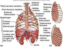 Human Anatomy Rib Cage Organs Koibana Info Human Body Anatomy Rib Cage Anatomy Anatomy Organs