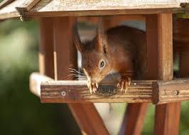 What farm animals can you keep in your backyard? For Some Wild Mammals Home Is Now Your Backyard Not The Forest