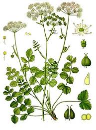 Image result for Galiniera saxifraga