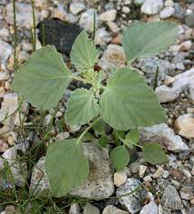 Image result for Crotonogynopsis australis