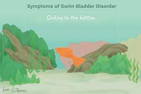 How To Treat Swim Bladder Disorder In Aquarium Fish