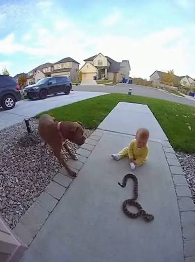 Pitbull Protects Kid from Snake | TikTok