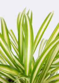 Image result for Chlorophytum zingiberastrum