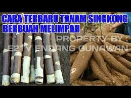 Penemuan Terbaru Cara Tanam Singkong Agar Berbuah Banyak Bertingkat 35 Kg Perpohon Youtube Di 2020 Tanaman Buah Pohon