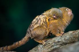 As is the case with human infants, baby finger monkeys begin eating by moving from liquids to solids as their bodies mature. Finger Monkey Facts Pygmy Marmose For Sale Bingle Bog Facts Pygmy Marmoset Finger Monkey Cute Animals