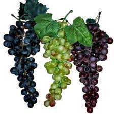 Buddhism entered china during the han dynasty. D1225 Artificial Grapes Packaging Size 120 Pieces Rs 250 Piece Id 13556070055